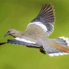 White Winged Dove Diamond Painting