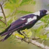 White Winged Magpie Diamond Painting