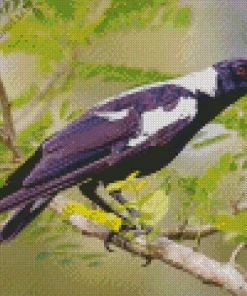 White Winged Magpie Diamond Painting