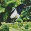 White Winged Magpie Bird Diamond Painting