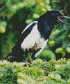 White Winged Magpie Bird Diamond Painting