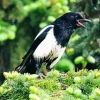 White Winged Magpie Bird Diamond Painting