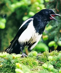 White Winged Magpie Bird Diamond Painting