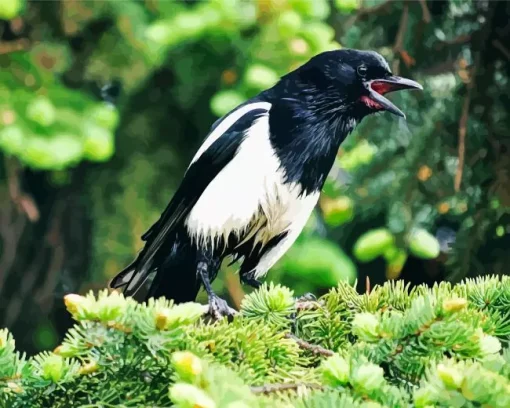 White Winged Magpie Bird Diamond Painting