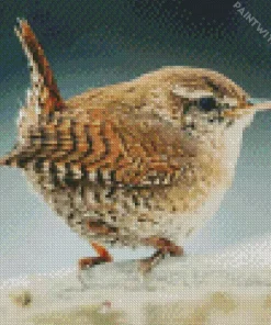 Wren Diamond Painting*