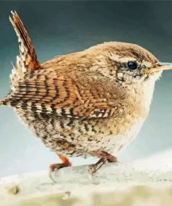 Wren Diamond Painting