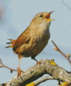 Wren Bird Singing Diamond Painting