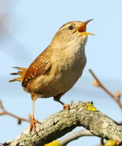 Wren Bird Singing Diamond Painting