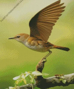 Wren With Big Wings Diamond Painting