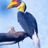 Wrinkled Hornbill Diamond Painting