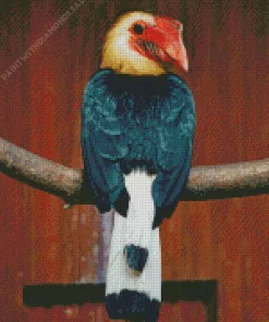 Writhed Hornbill Diamond Painting