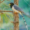 Yellow Billed Blue Magpie Diamond Painting