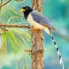 Yellow Billed Blue Magpie Diamond Painting