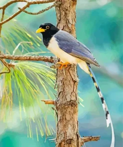 Yellow Billed Blue Magpie Diamond Painting