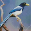 Yellow Billed Blue Magpie bird Diamond Painting