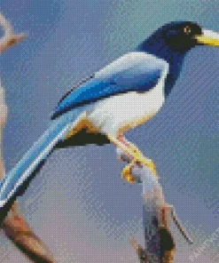 Yellow Billed Blue Magpie bird Diamond Painting