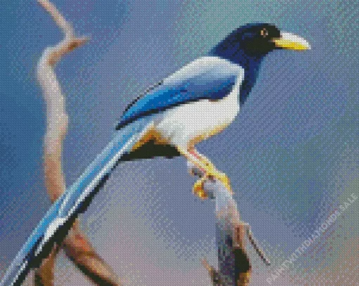 Yellow Billed Blue Magpie bird Diamond Painting