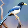 Yellow Billed Blue Magpie bird Diamond Painting