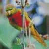 Yellow Billed Lorikeet Diamond Painting