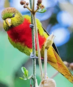 Yellow Billed Lorikeet Diamond Painting