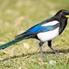 Yellow Billed Magpie Diamond Painting