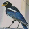 Yellow Billed Magpie Bird Diamond Painting