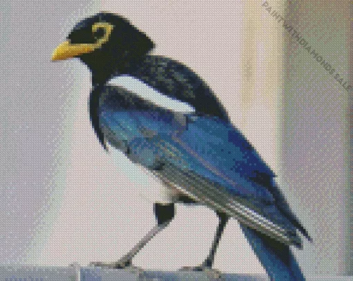 Yellow Billed Magpie Bird Diamond Painting