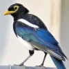 Yellow Billed Magpie Bird Diamond Painting