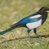 Yellow Billed Magpie Diamond Painting