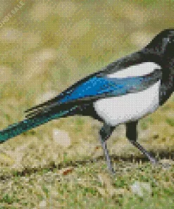 Yellow Billed Magpie Diamond Painting