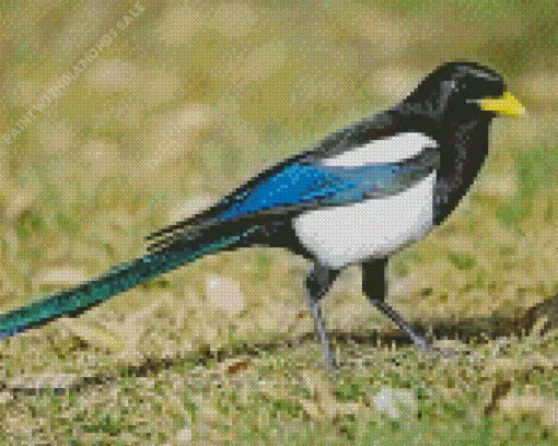 Yellow Billed Magpie Diamond Painting