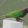 Yellow Streaked Lory Diamond Painting