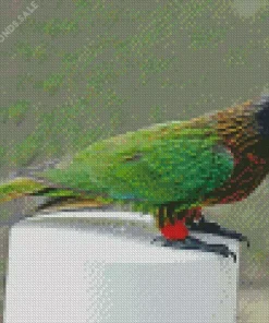 Yellow Streaked Lory Diamond Painting