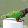 Yellow Streaked Lory Diamond Painting