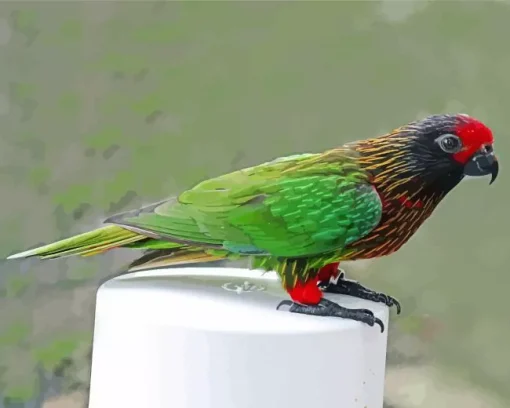 Yellow Streaked Lory Diamond Painting