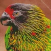 Yellow Streaked Lory Head Diamond Painting