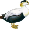 Abstract Common Eider Diamond Painting