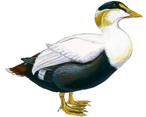 Abstract Common Eider Diamond Painting