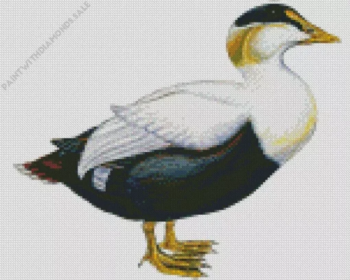 Abstract Common Eider Diamond Painting