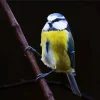 Adorable Blue Tit Diamond Painting