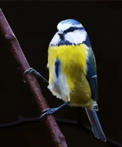 Adorable Blue Tit Diamond Painting