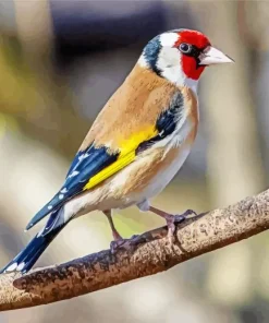 Adorable Carduelis Bird Diamond Painting