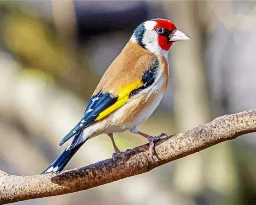 Adorable Carduelis Bird Diamond Painting