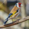 Adorable Carduelis Bird Diamond Painting