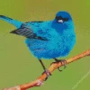 Adorable Indigo Bunting Bird Diamond Painting