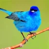 Adorable Indigo Bunting Bird Diamond Painting