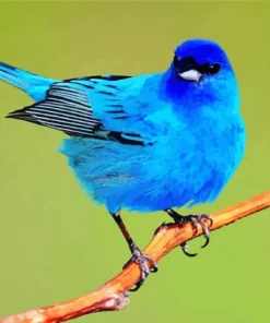 Adorable Indigo Bunting Bird Diamond Painting