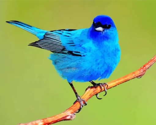 Adorable Indigo Bunting Bird Diamond Painting