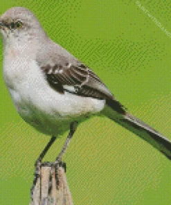 Adorable Mockingbird Diamond Painting