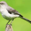 Adorable Mockingbird Diamond Painting